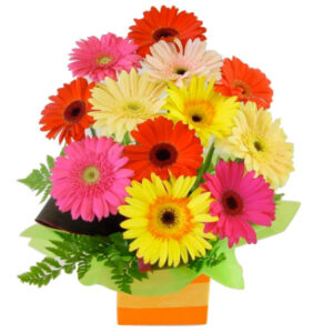 Gerberas Presented in a Square Box