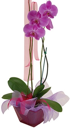Phalaenopsis Orchid