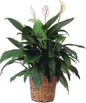 Peace Lily